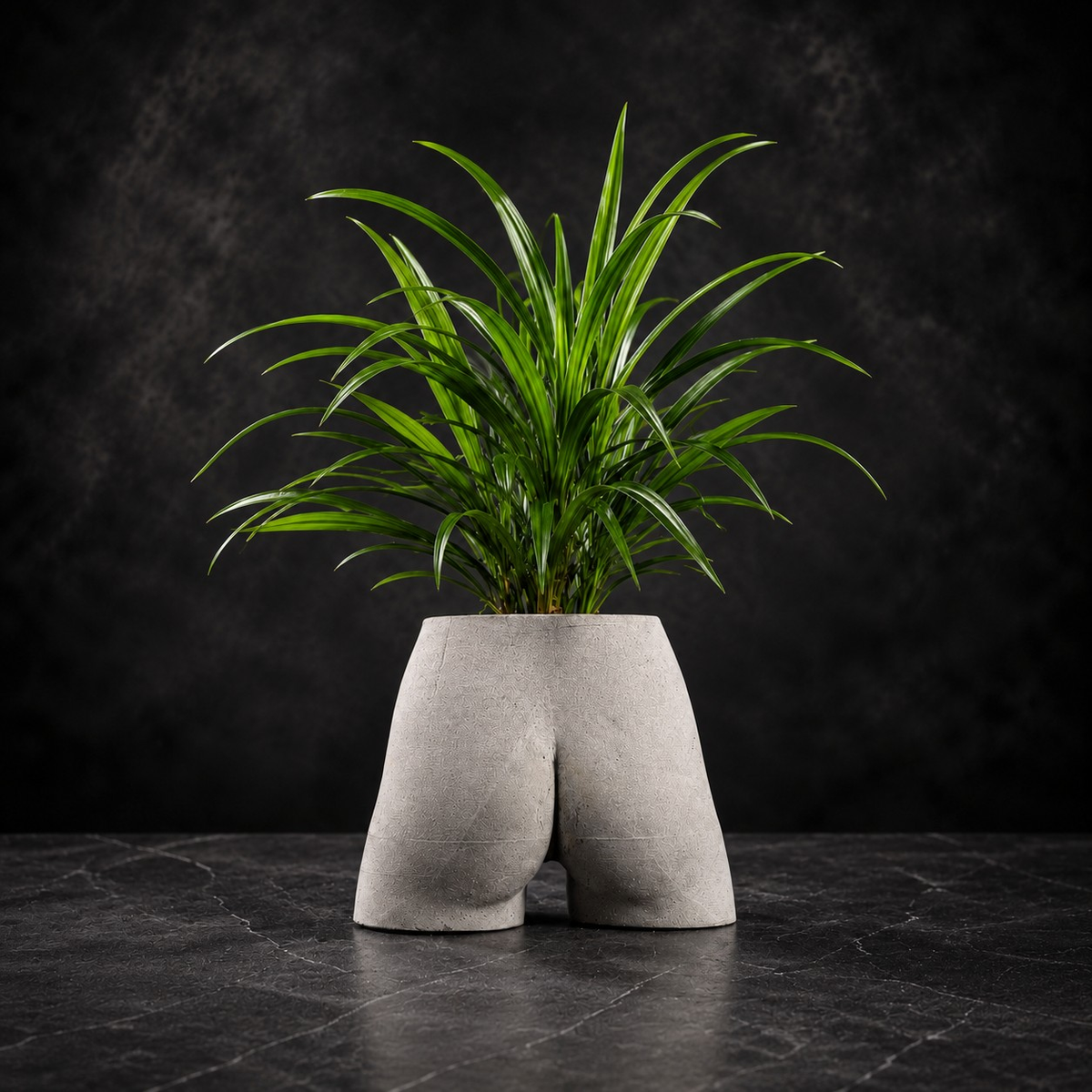 Cheeky Bum cast stone planter with green houseplant on dark studio backdrop