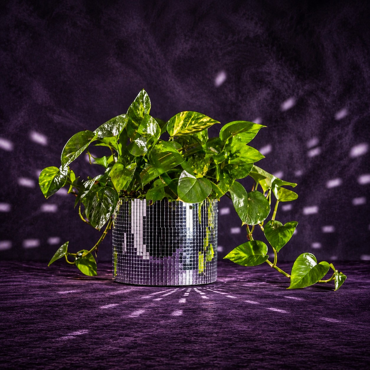 Silver disco ball plant pot with trailing pothos and reflected light on a purple backdrop