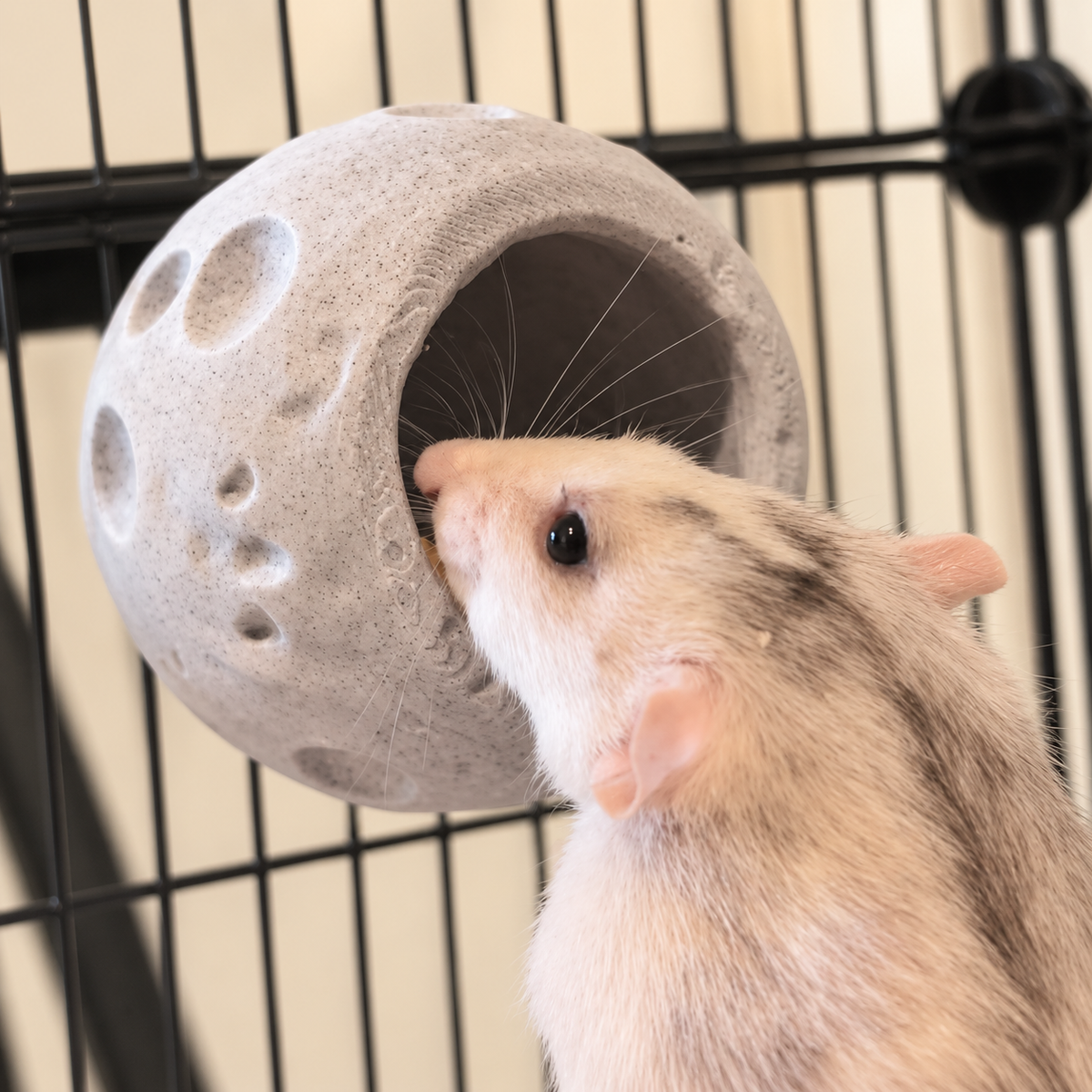 Cream rat foraging at the opening of a grey moon cup, shown close up