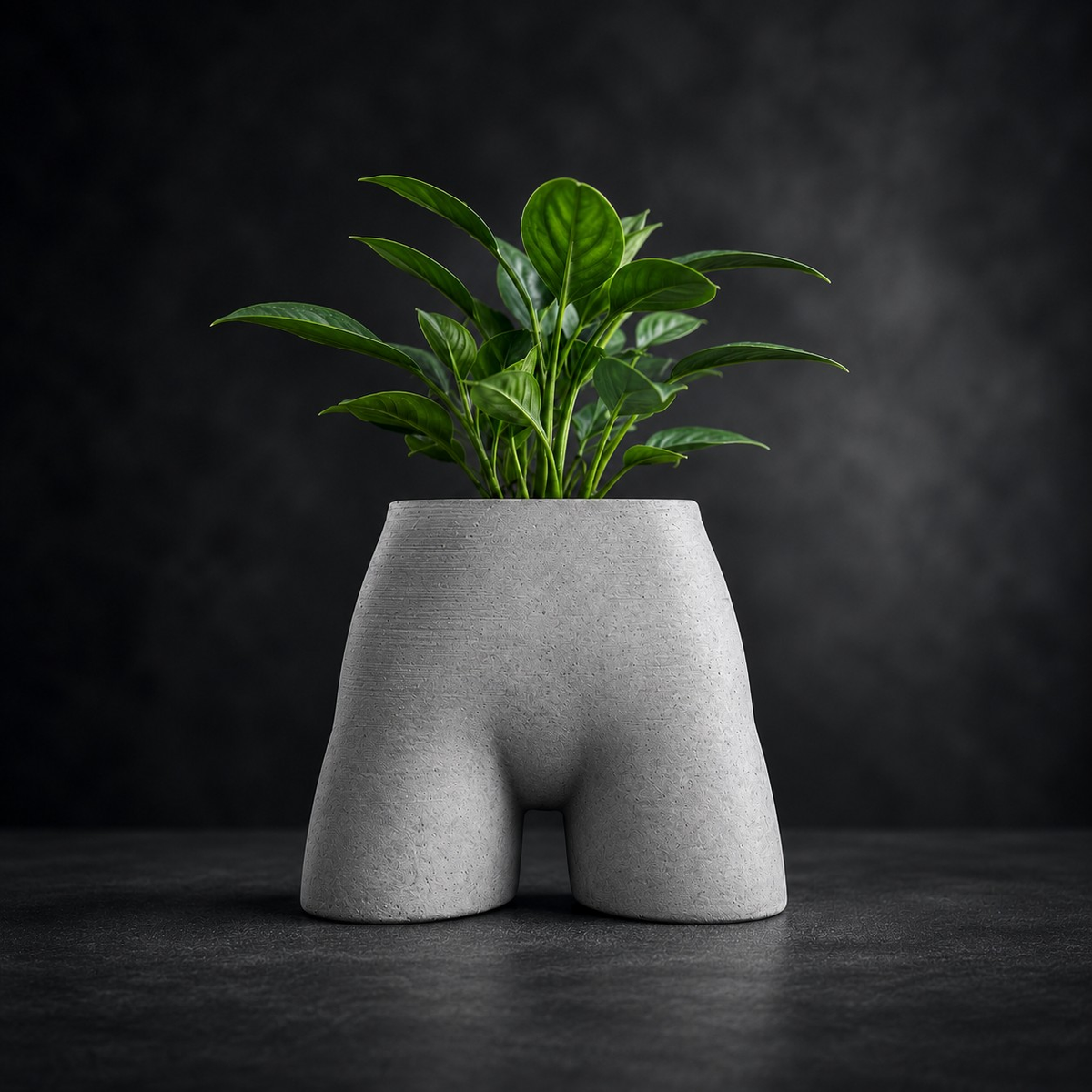 Front view of Cheeky Bum cast stone planter with plant on dark backdrop