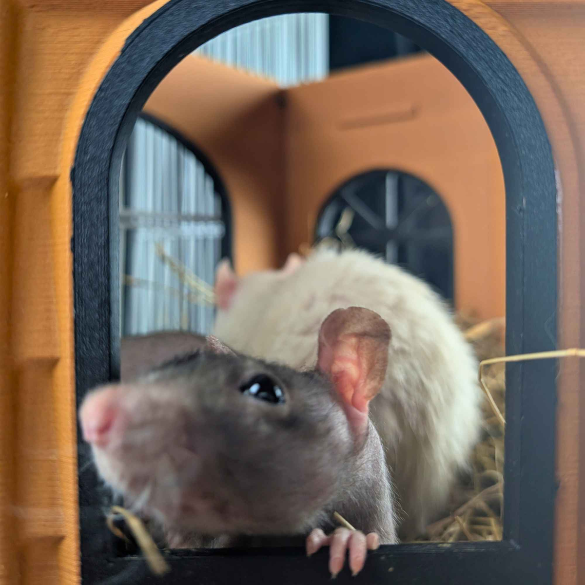Two pet rats looking through an arched Rat Mansion doorway
