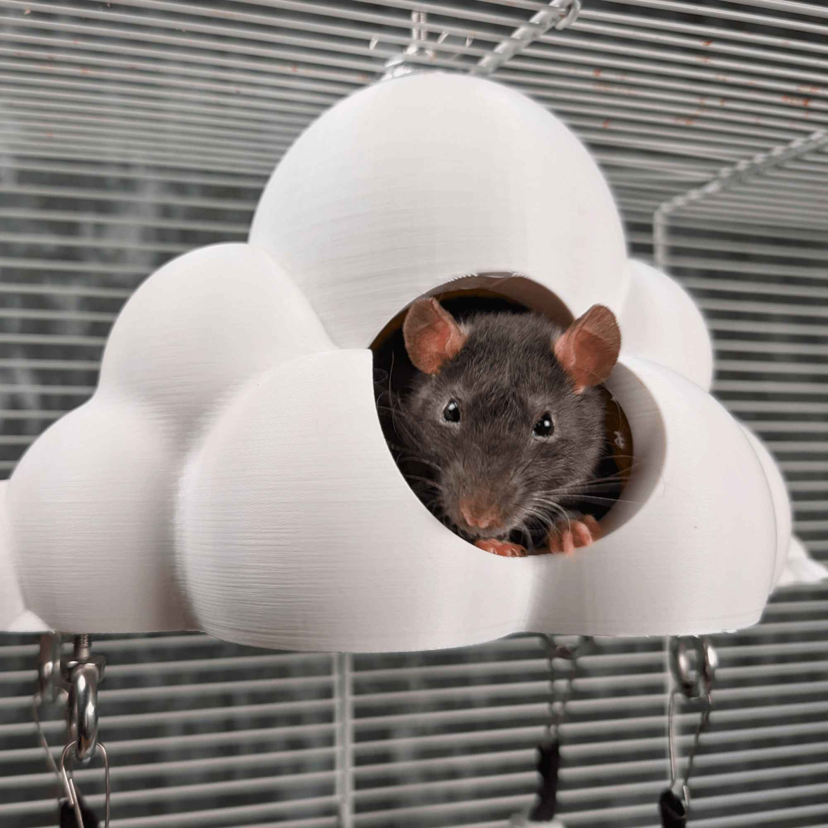 Black rat looking through the cloud hide opening