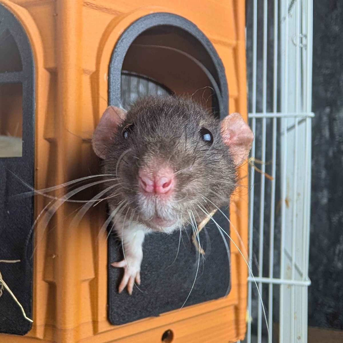 Black rat looking over a half-door on the orange Rat Mansion hide