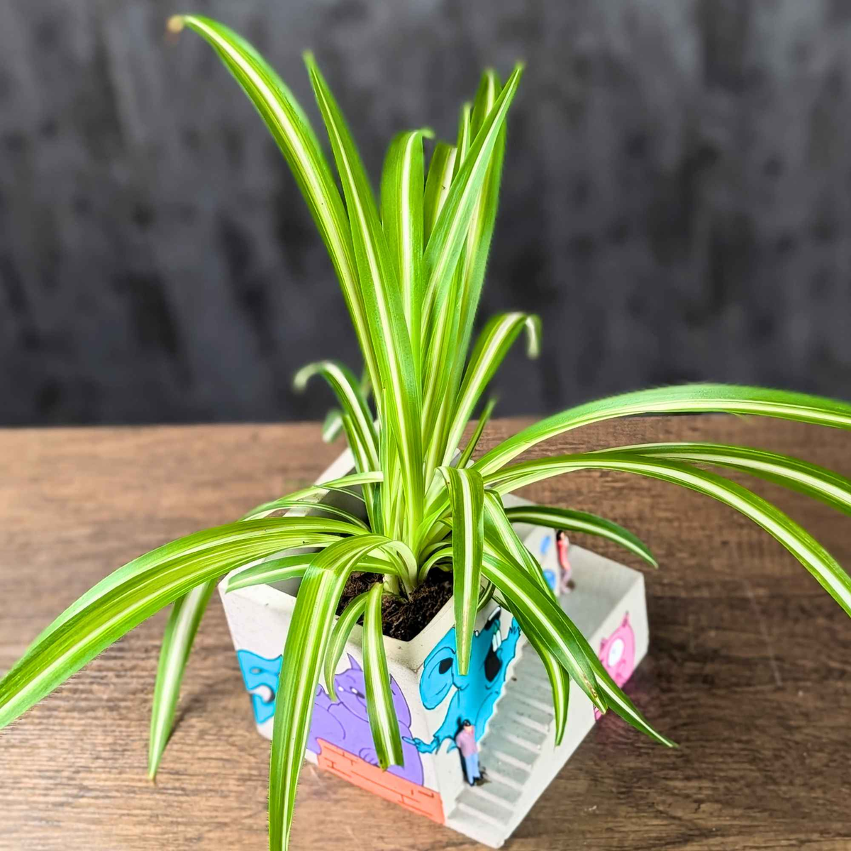 High angle view of graffiti building planter with spider plant