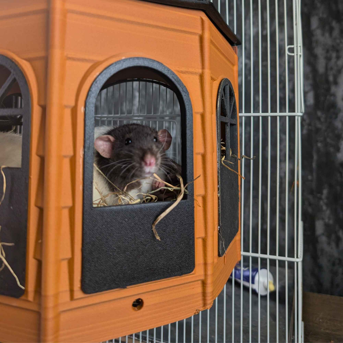 Black rat inside the side window of an orange Rat Mansion hide