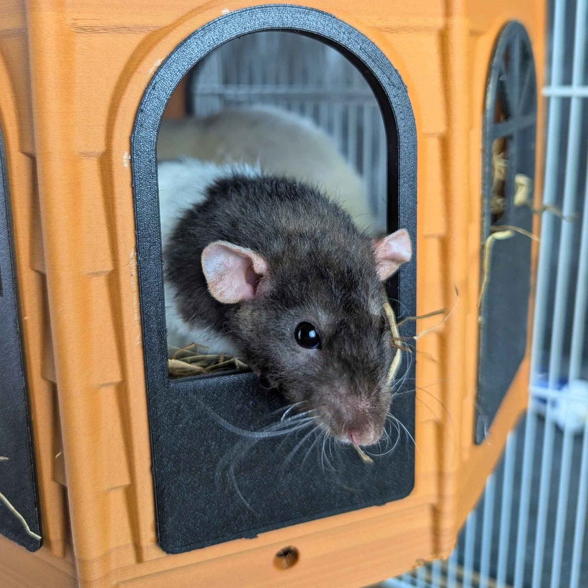 Black rat looking through the arched doorway of an orange Rat Mansion cage hide