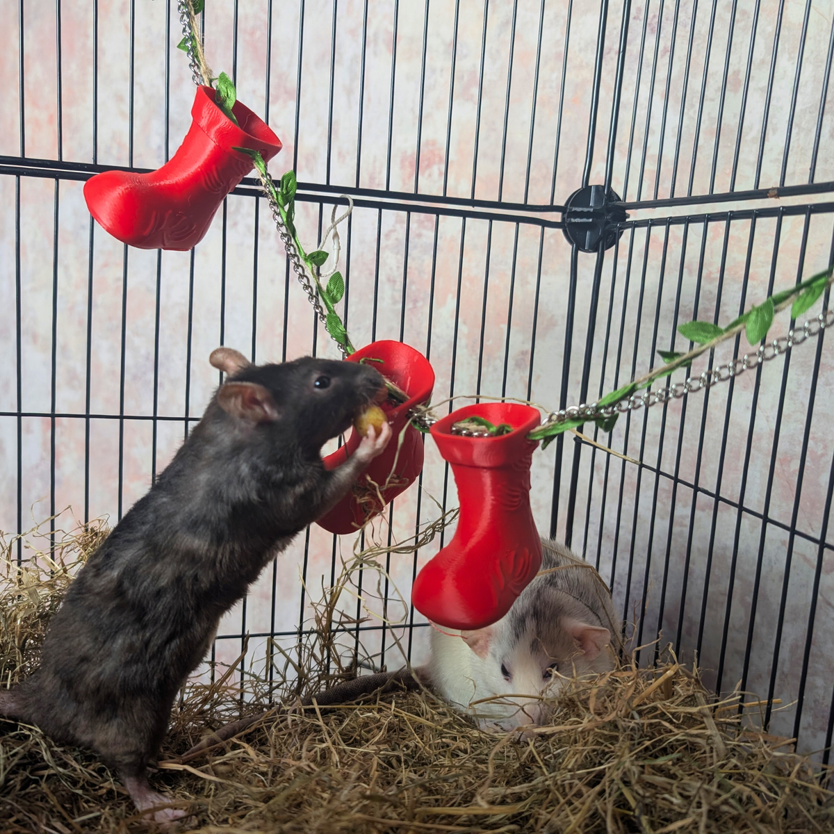 Two rats foraging from red stocking cups in a cage