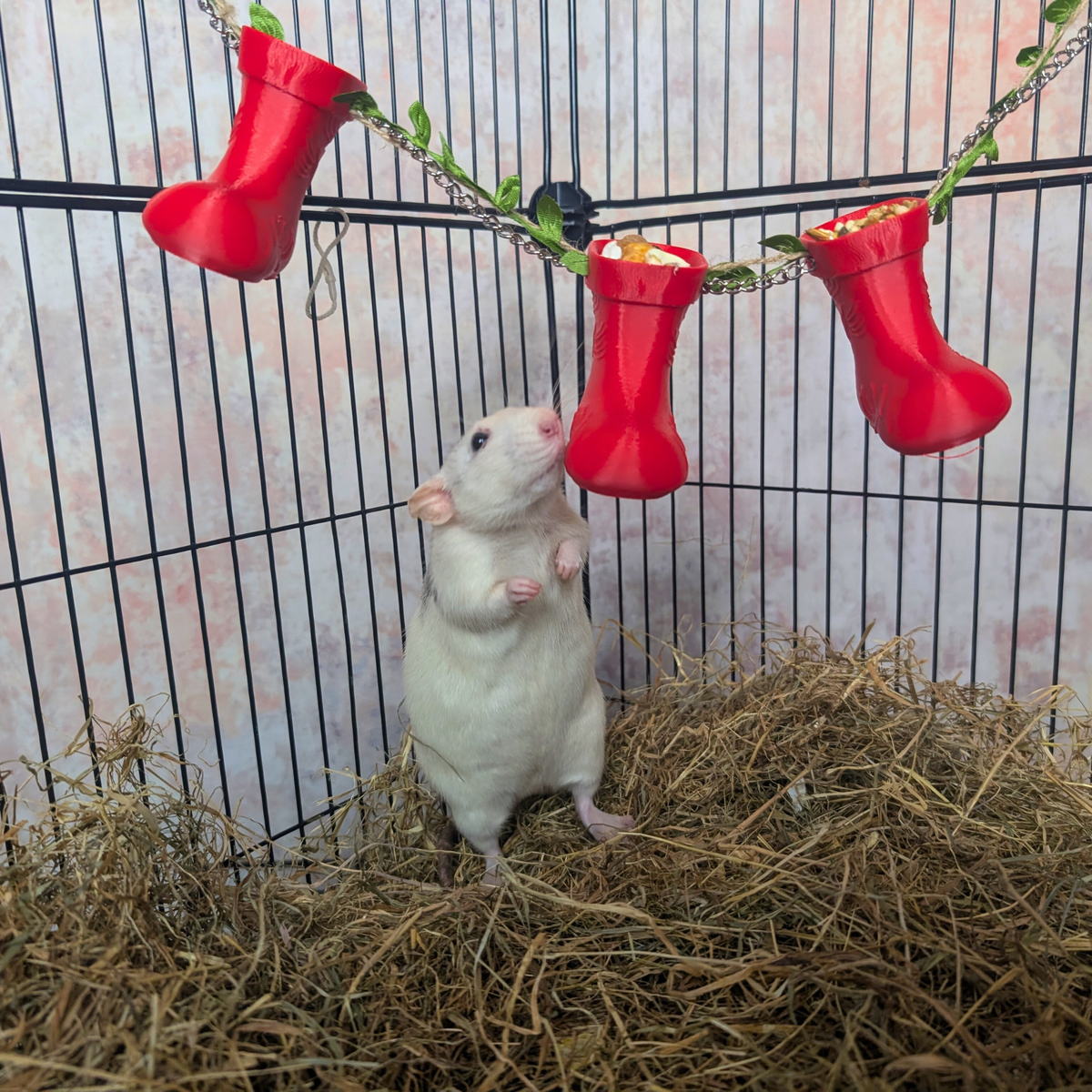 Rat reaching towards two red stocking forage cups in a cage