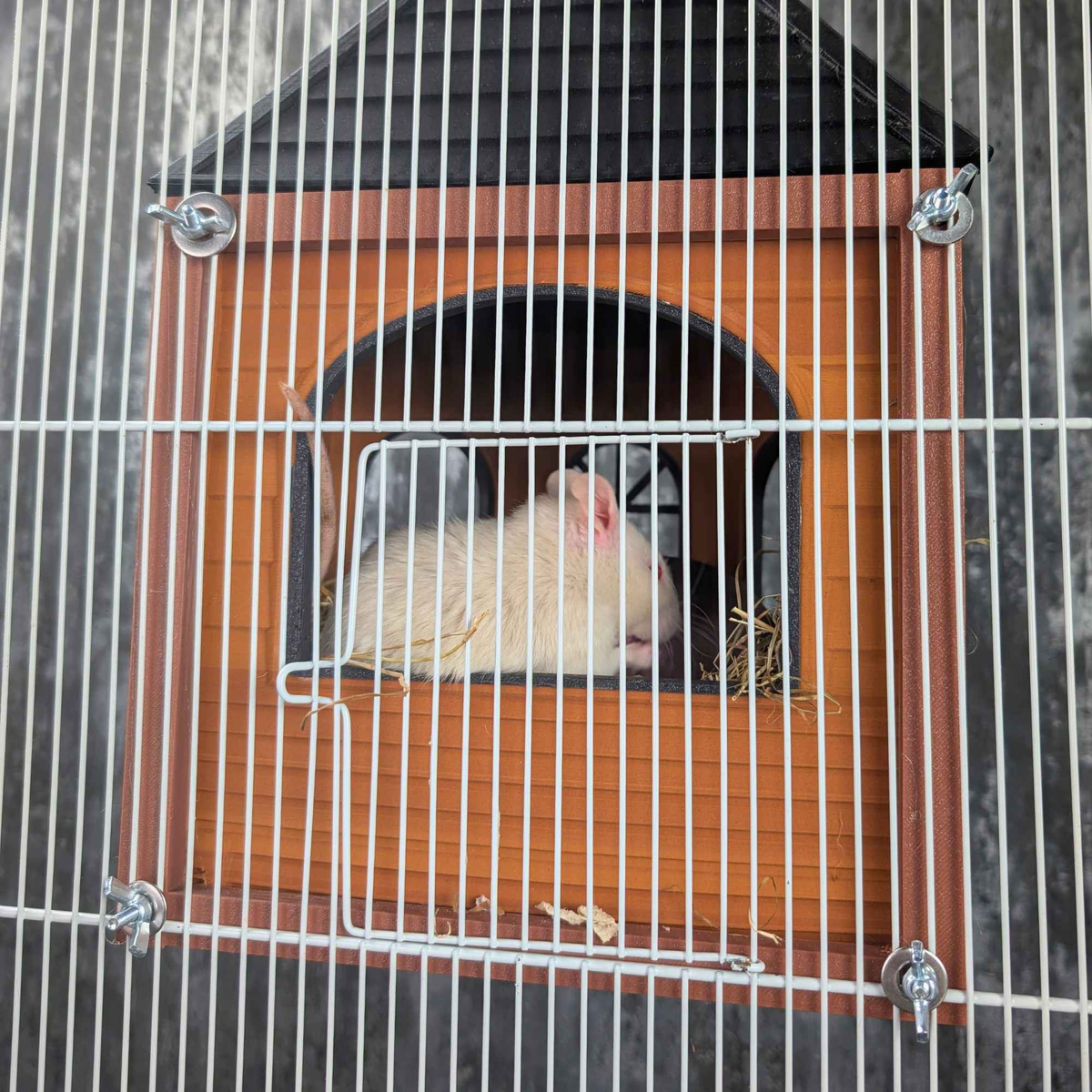 White rat inside a Rat Mansion hide mounted to cage bars