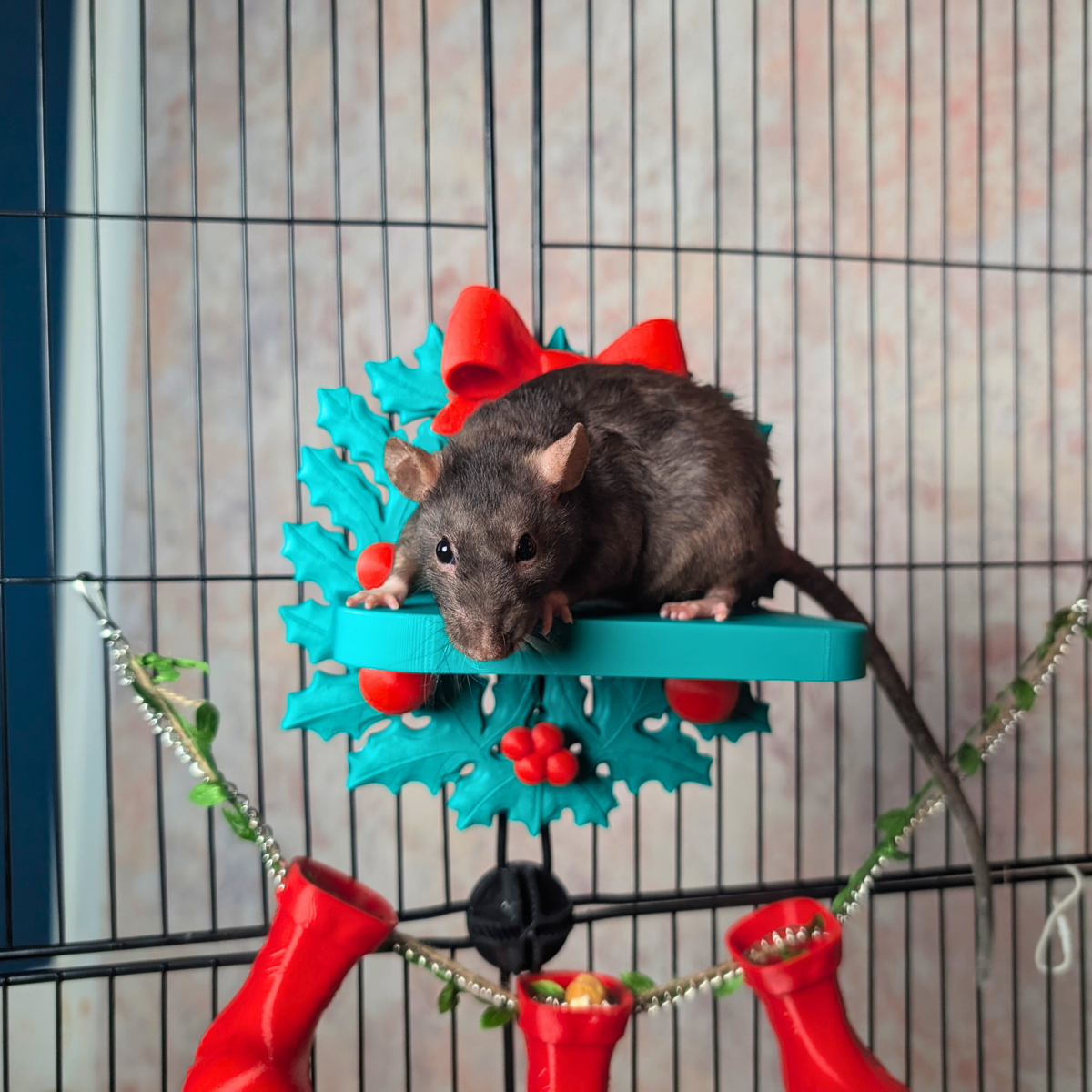 Pet rat sitting on a turquoise Christmas wreath shelf