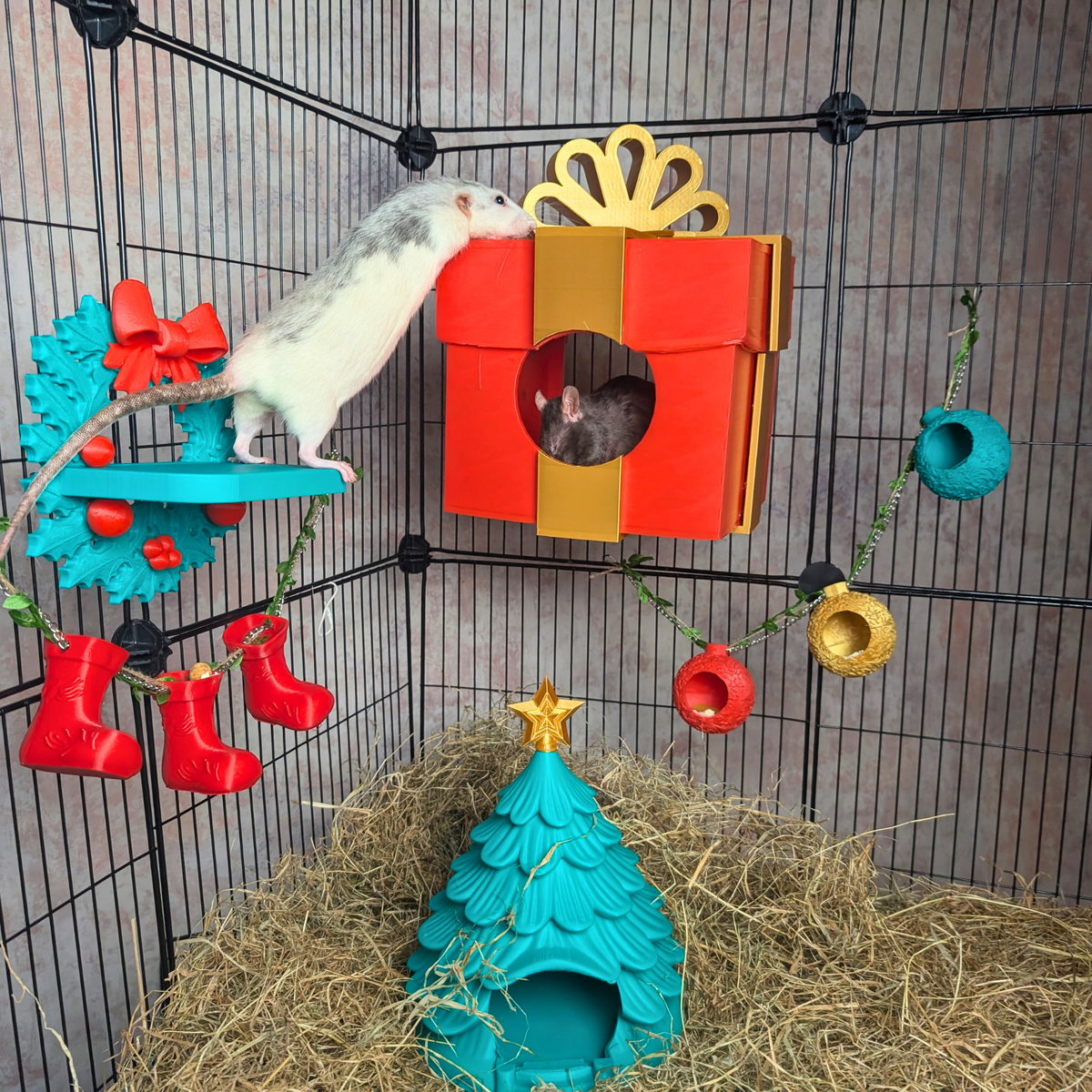 Rat exploring the complete Christmas cage set with present and tree hides