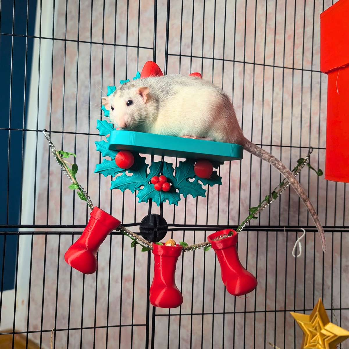 Pet rat on a turquoise Christmas wreath shelf above two stocking forage cups