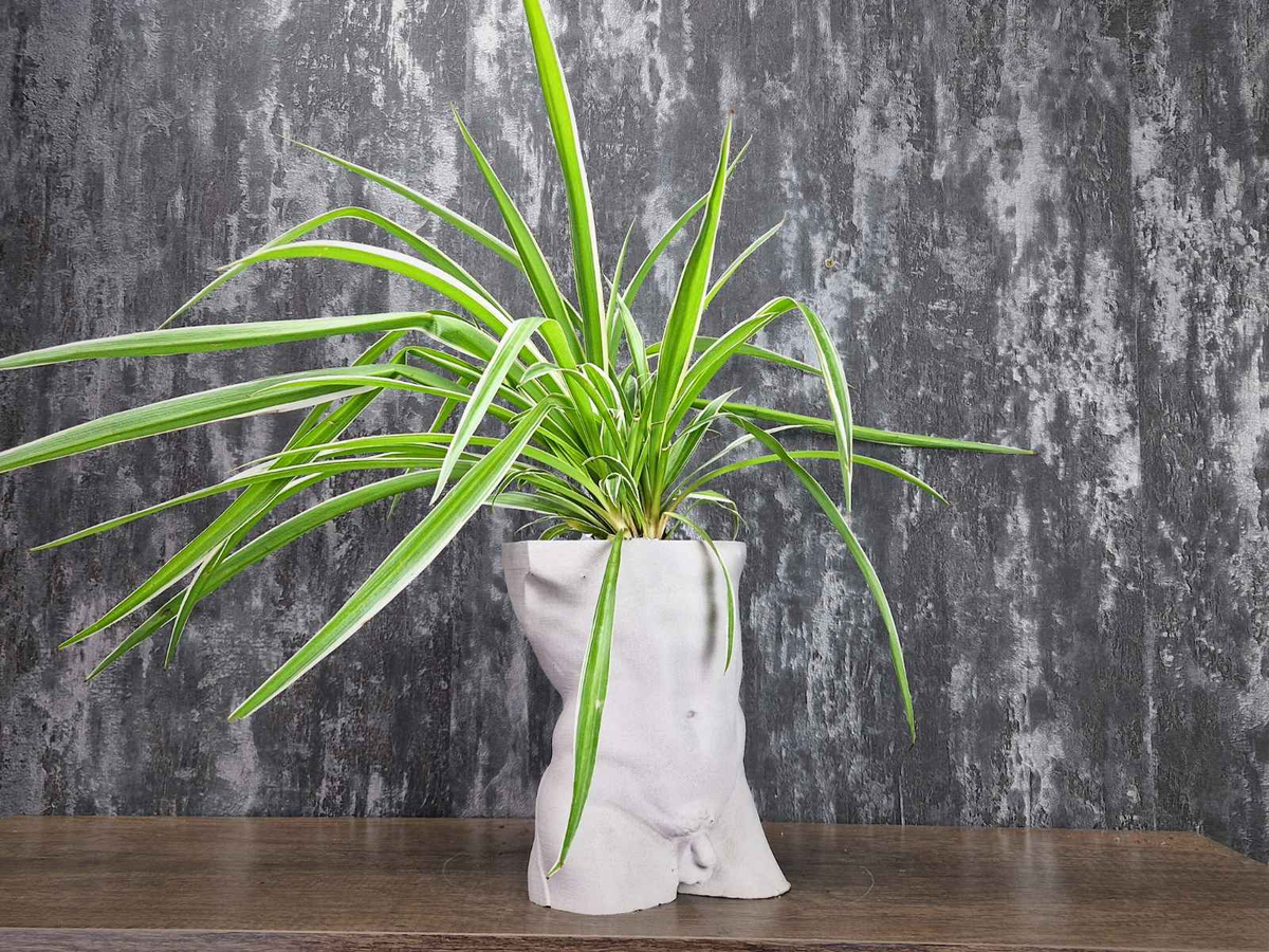 Greek god male torso planter filled with a spider plant