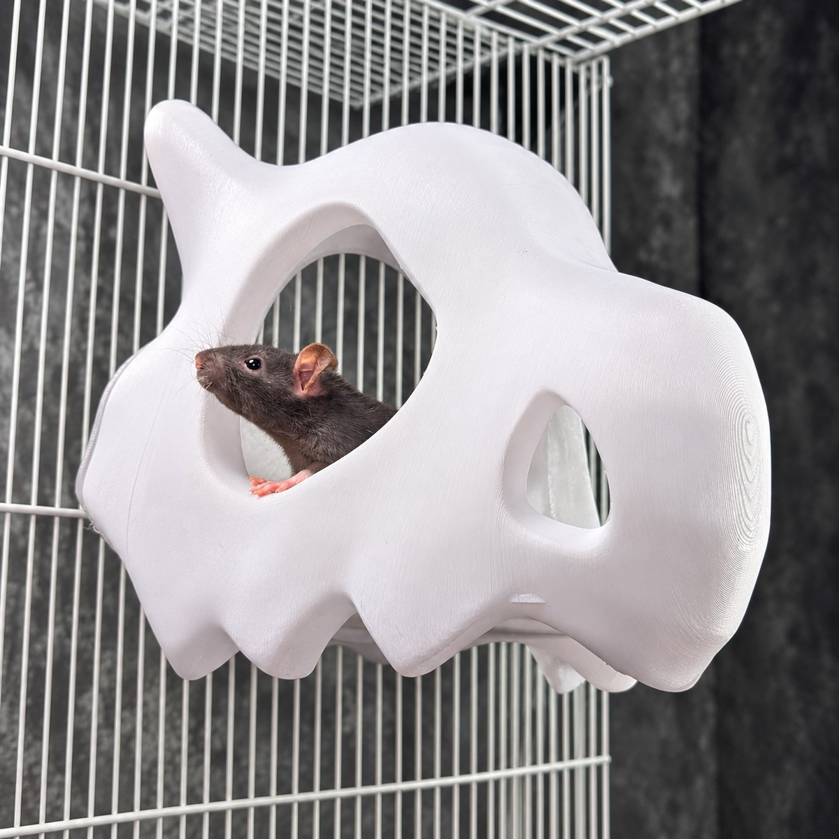 Gothic Skull Rat Hide & Hanging Nest: rat peeking through the opening of a white skull hideout
