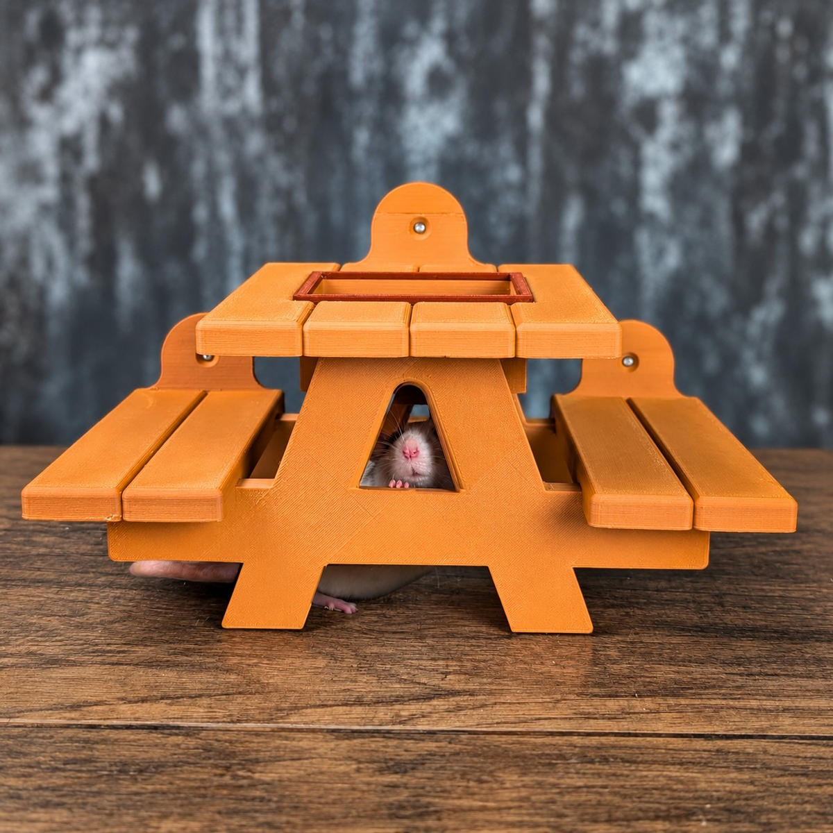 Pet rat peeking through the centre of the orange picnic bench feeder