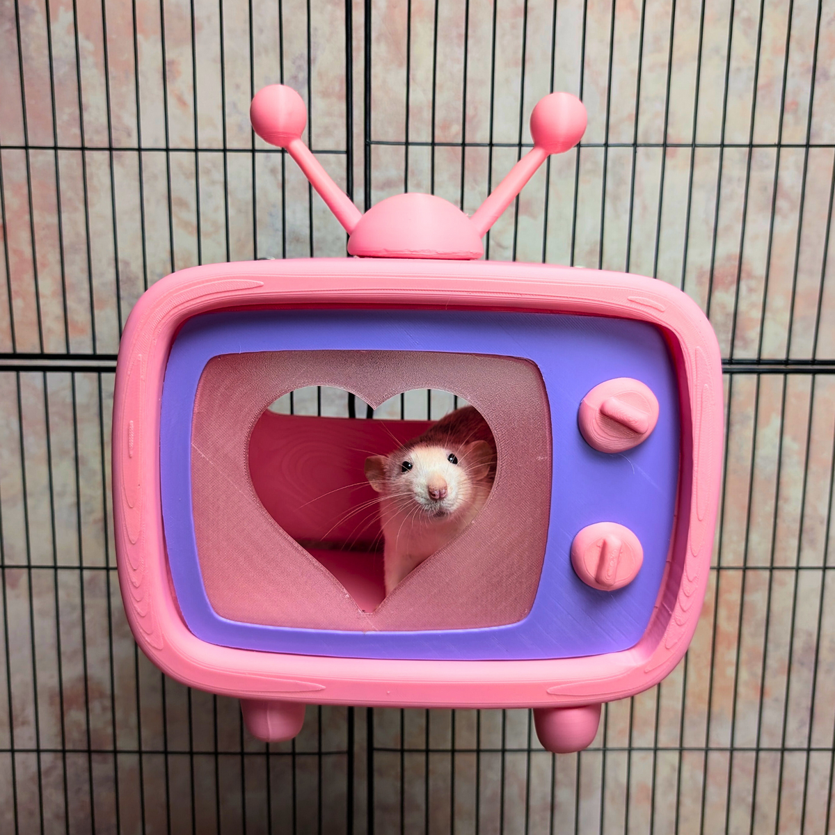 Retro TV Rat Hide: white rat looks through the heart-shaped TV screen opening