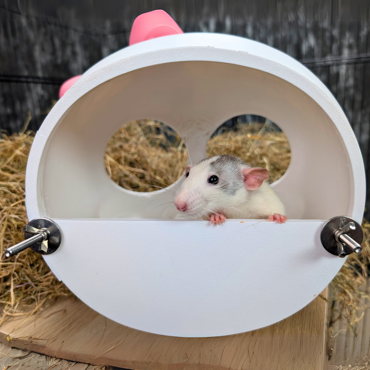 Gothic Skull Rat Hide: White rat peeking over the skull hide platform