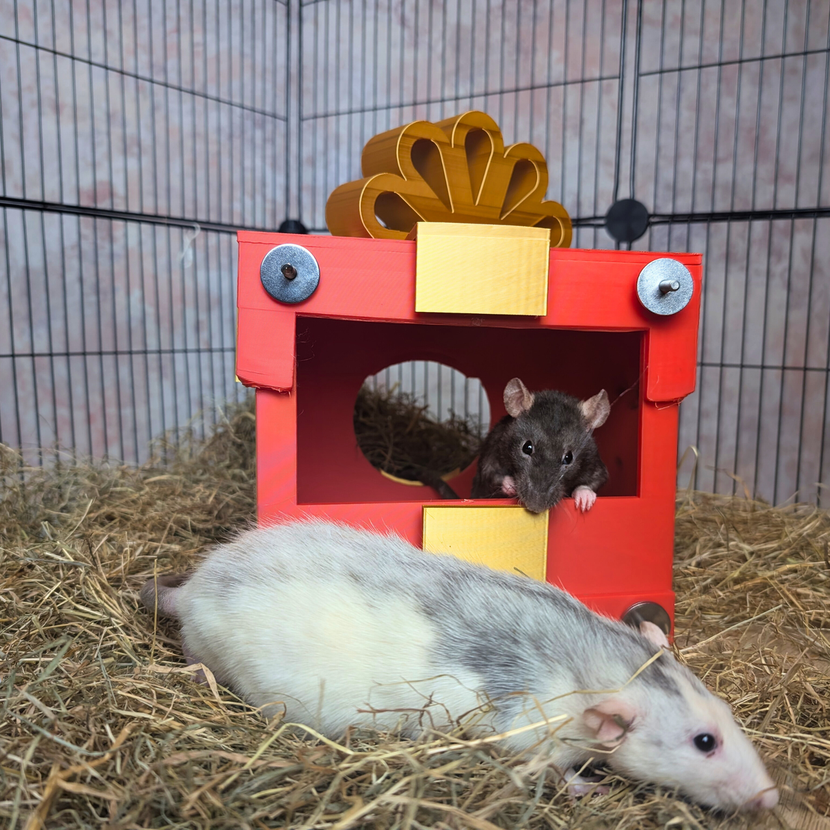 Small red and gold present-shaped rat hide on the cage floor