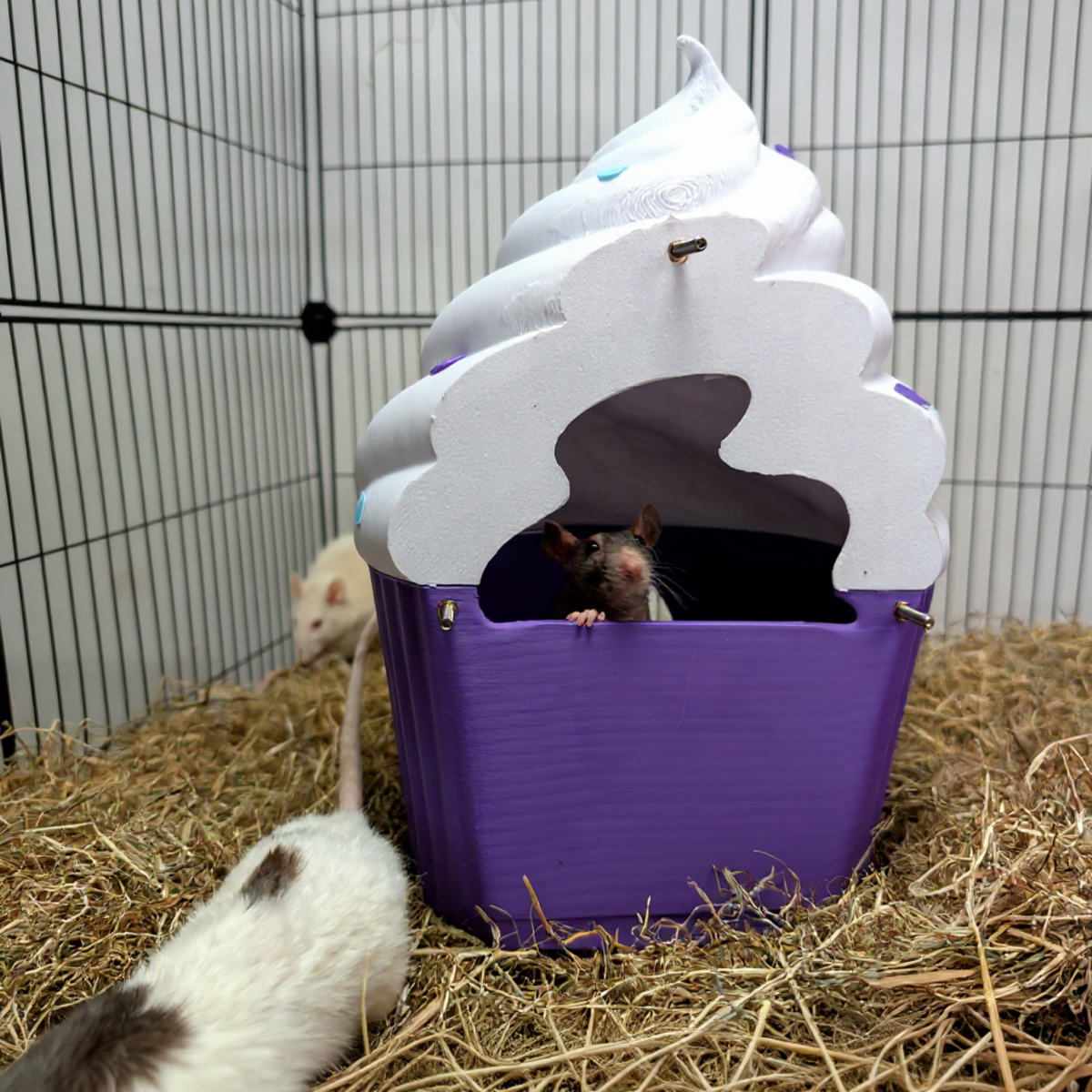 Purple cupcake rat hide on the cage floor with rats nearby