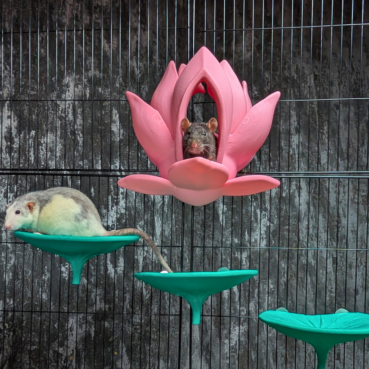 Flower Rat Hide & 3 Lily Pad Shelves: Pink lily hide mounted above teal shelves in a cage