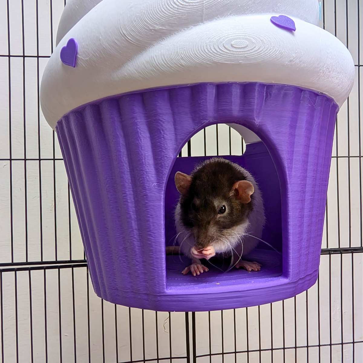 Brown rat sitting in the front entrance of a purple cupcake rat hide