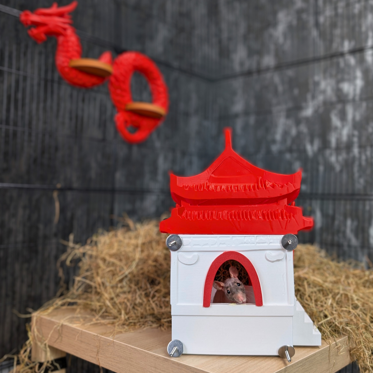 Chinese Temple Rat Hide: temple beside the red dragon shelf inside a cage