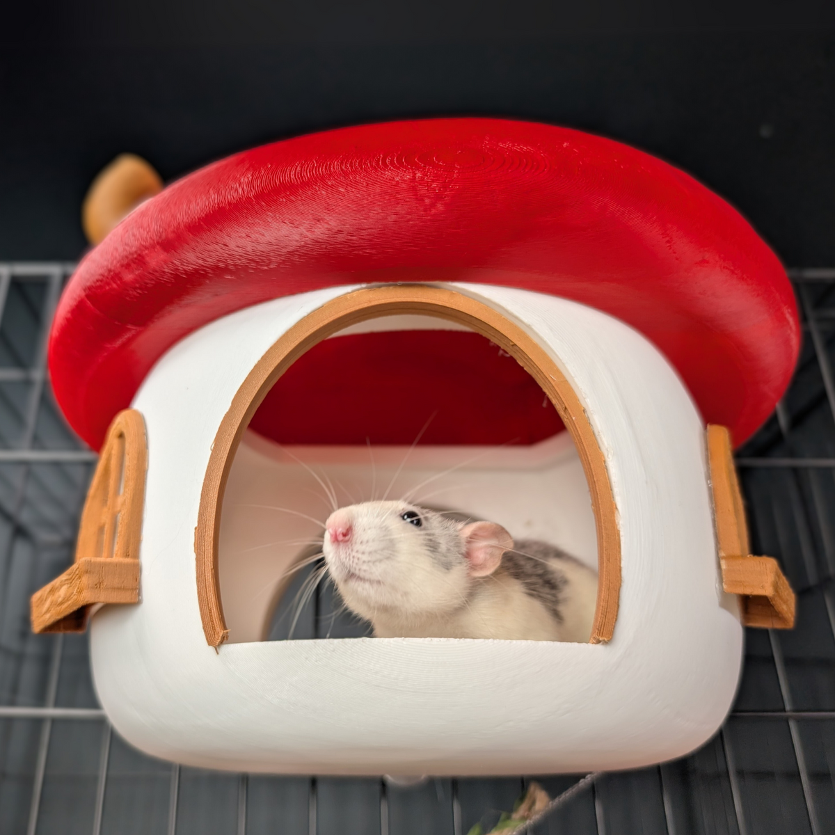 White pet rat looking through the front doorway of a mushroom hide