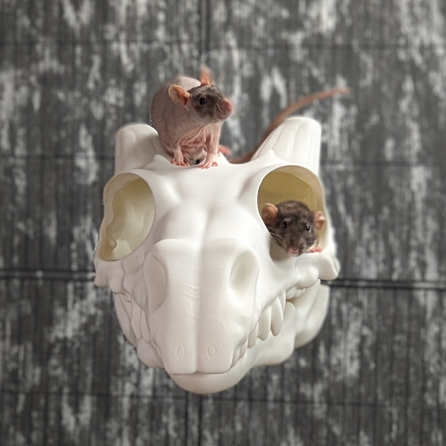 Dragon Skull Rat Hide: two rats perched on a white dragon skull hide