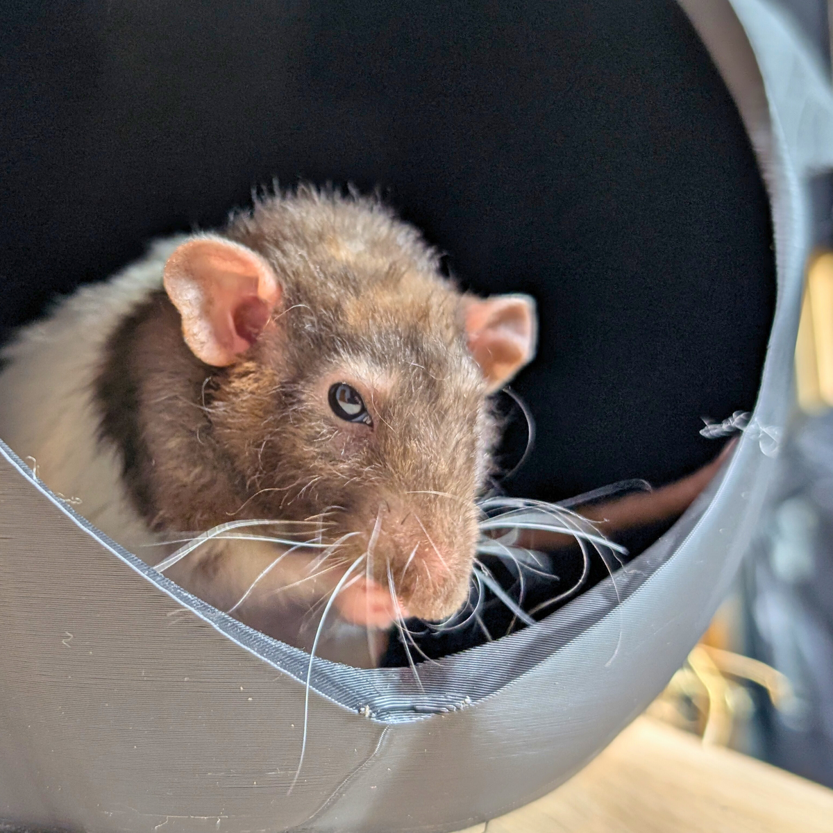 Gothic Bat Rat Hide: close view of a brown rat peeking from the black bat hide