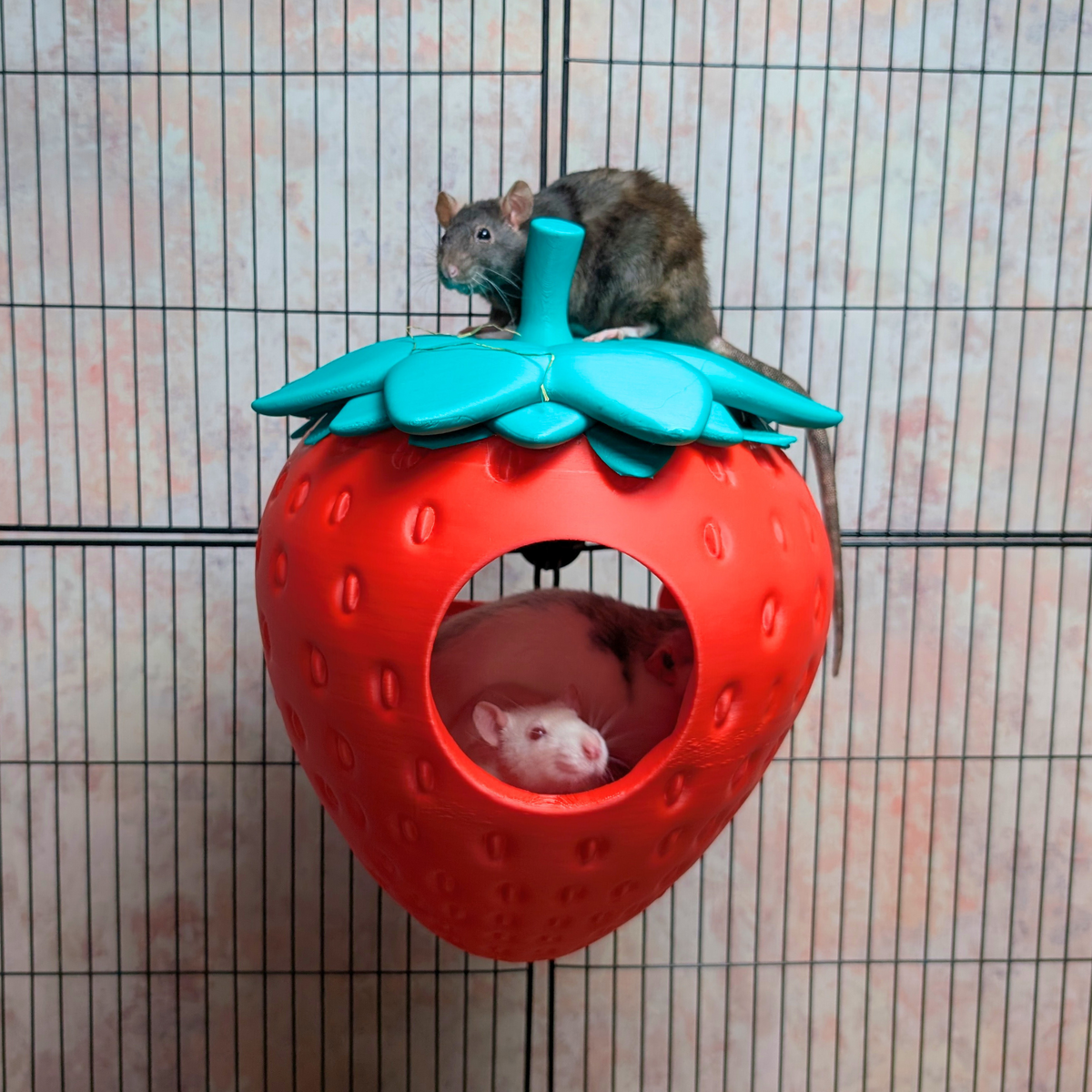 Strawberry Rat Hide: rat peers through the strawberry hide window