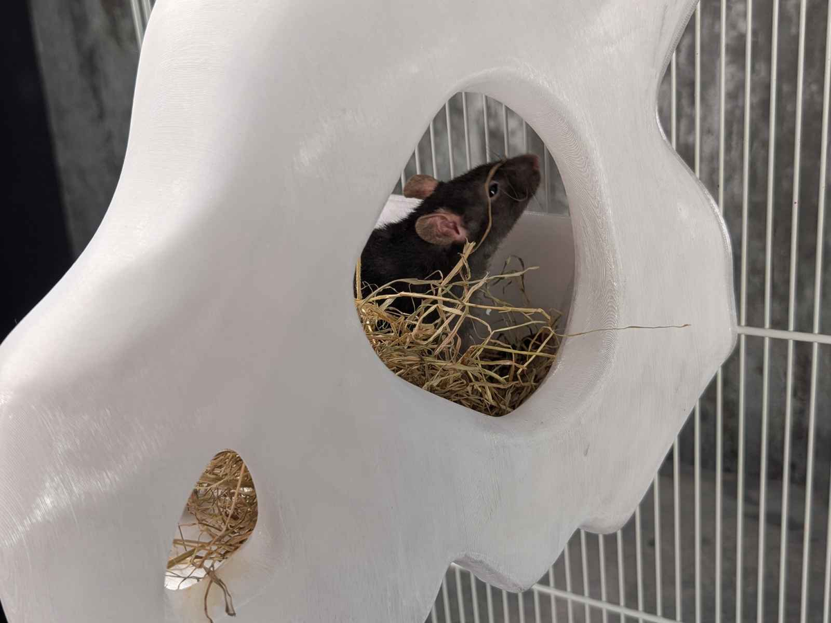 Gothic Skull Rat Hide & Hanging Nest: rat resting inside the lower opening