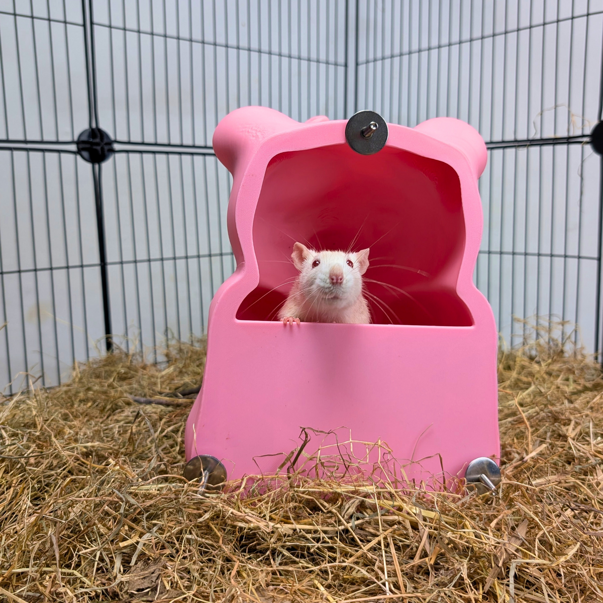 Pink Gummy Bear Rat Hide rear opening with rat