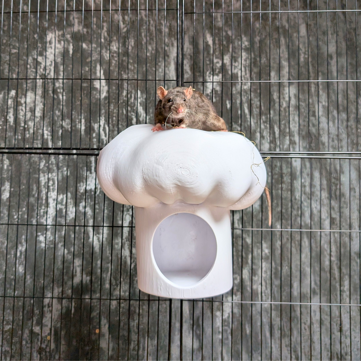 Chef Hat Rat Hide & Bed side profile view
