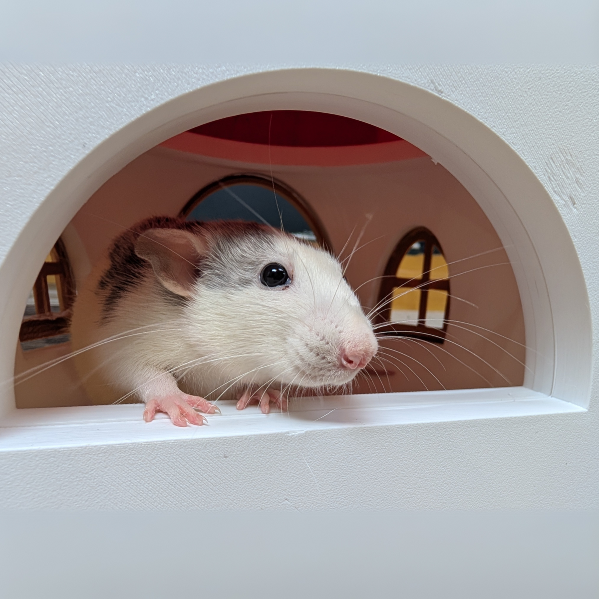 Close-up of a white rat at the arched side window of the mushroom hide