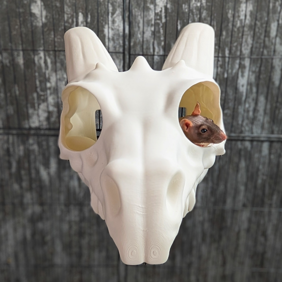 Dragon Skull Rat Hide: front view of the white skull-shaped hide