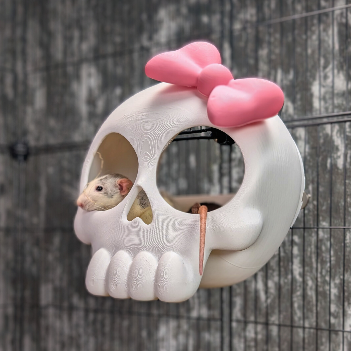 Gothic Skull Rat Hide: Small rat peeking through the left eye opening of the skull hide