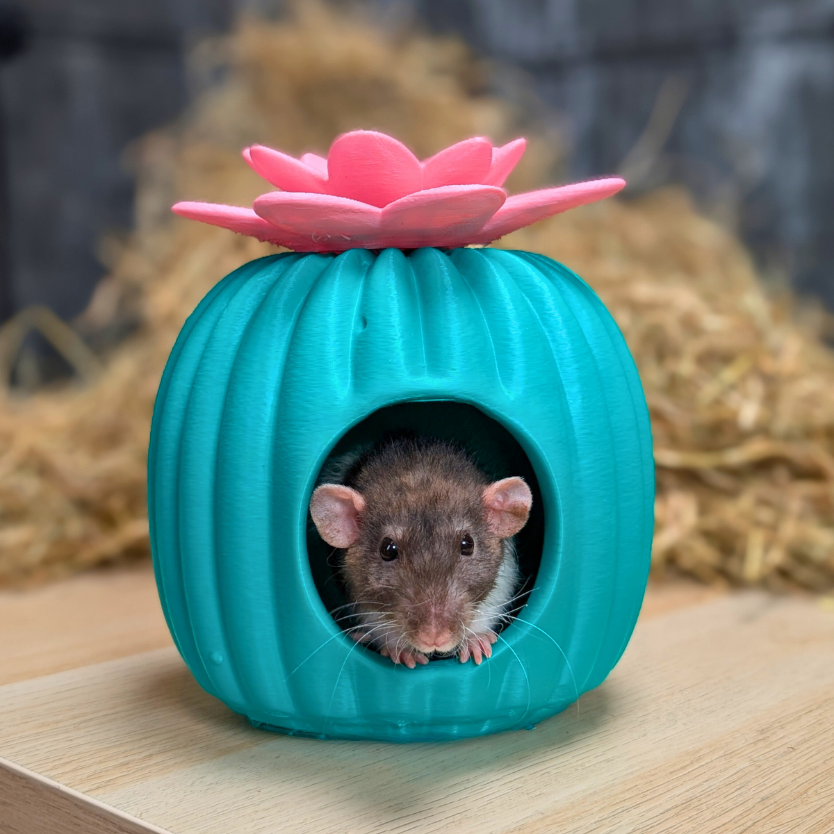Cactus Rat House & Pet Bed front view showing entrance