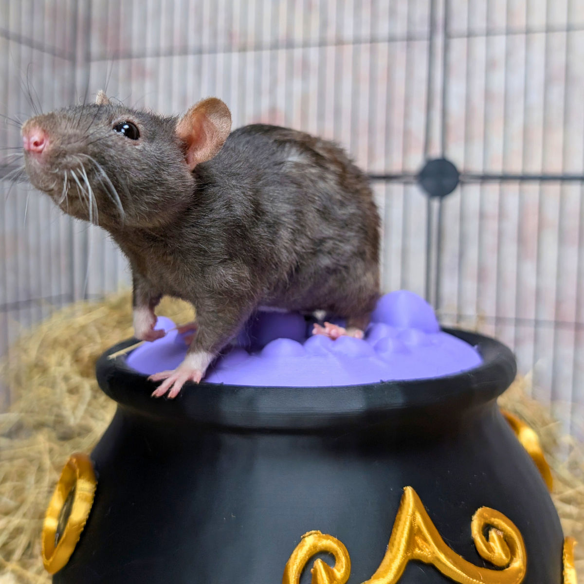 Witch Cauldron Rat Hide with rat on lid