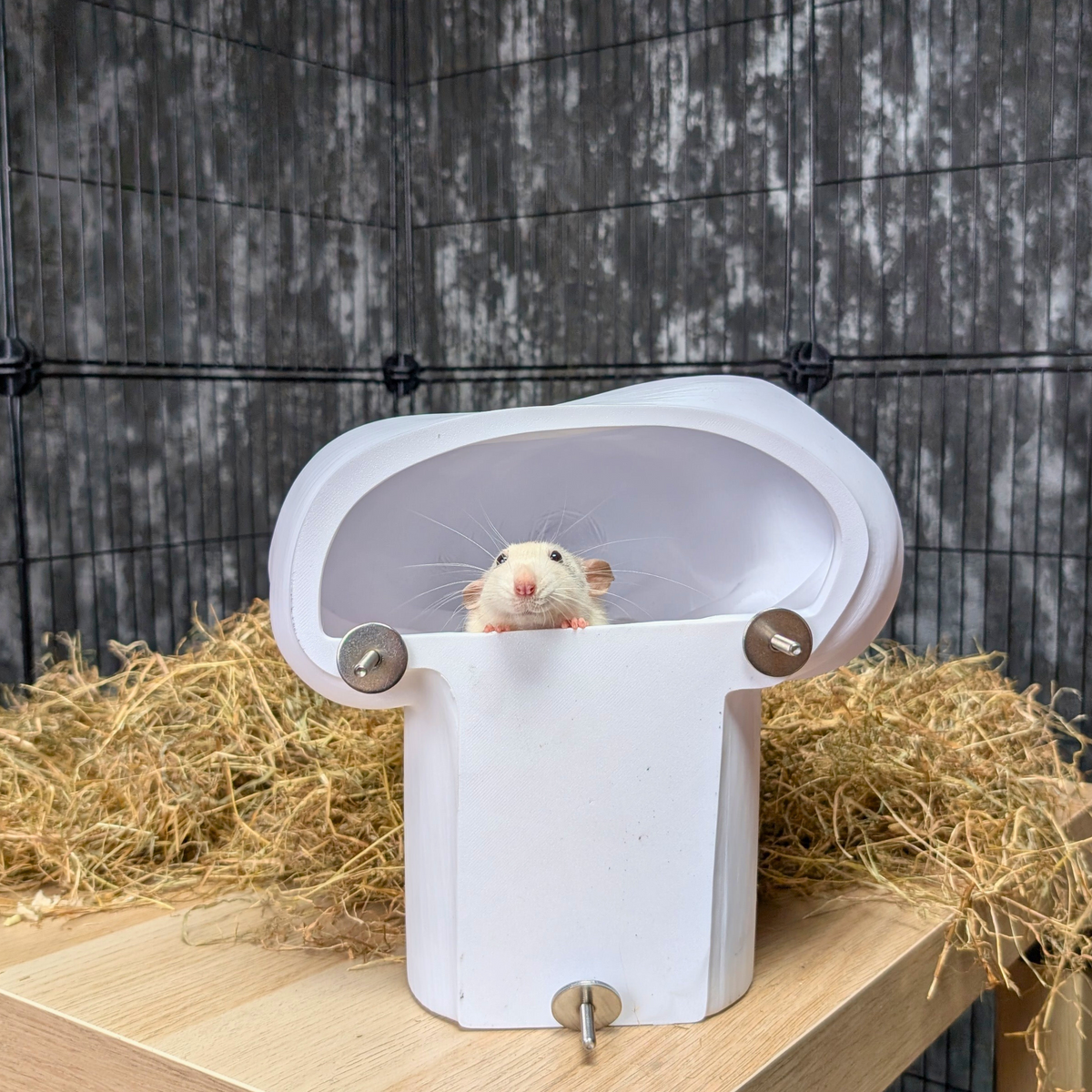 Chef Hat Rat Hide: Rat peeking over the chef hat hide shelf
