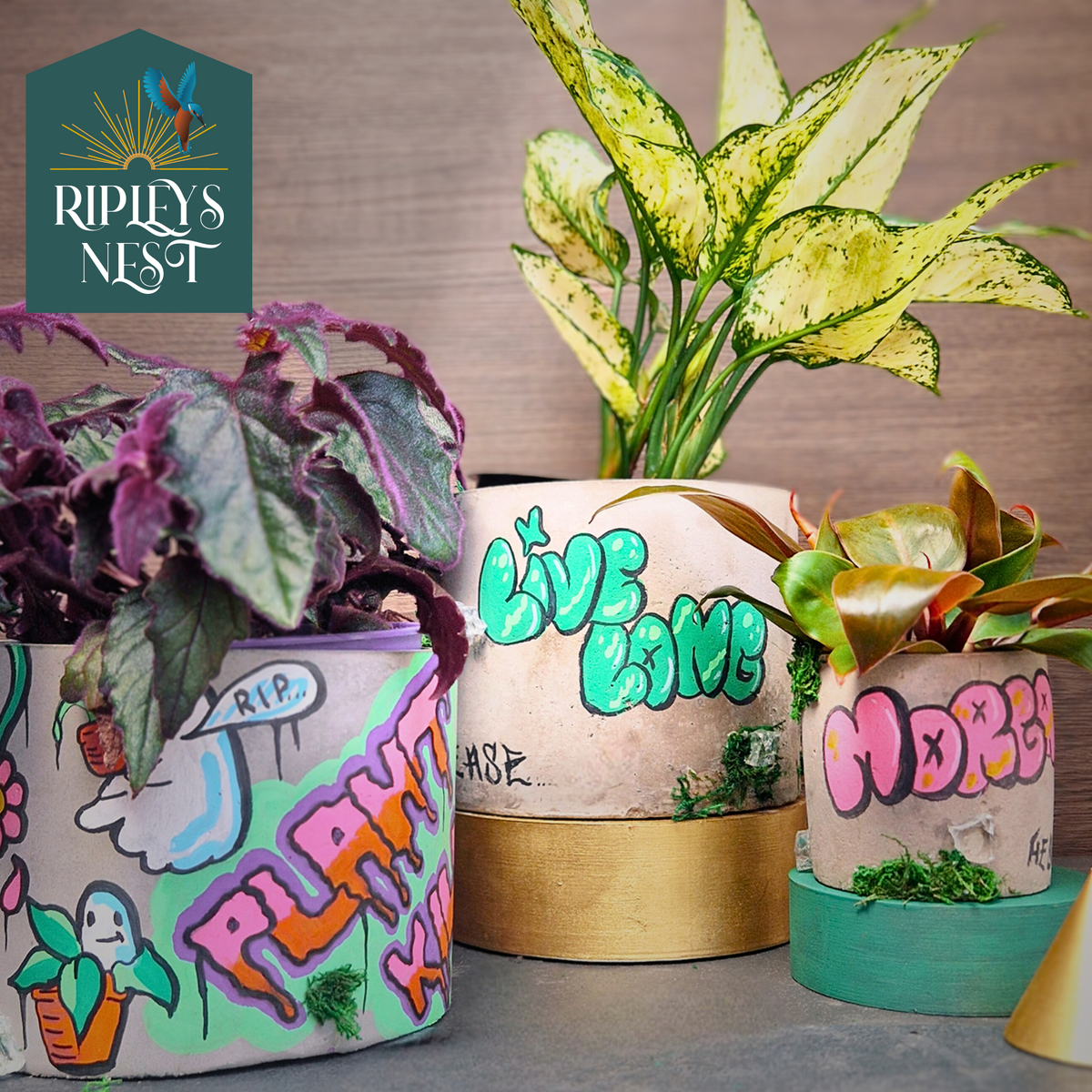 Three planted personalised graffiti pots grouped together
