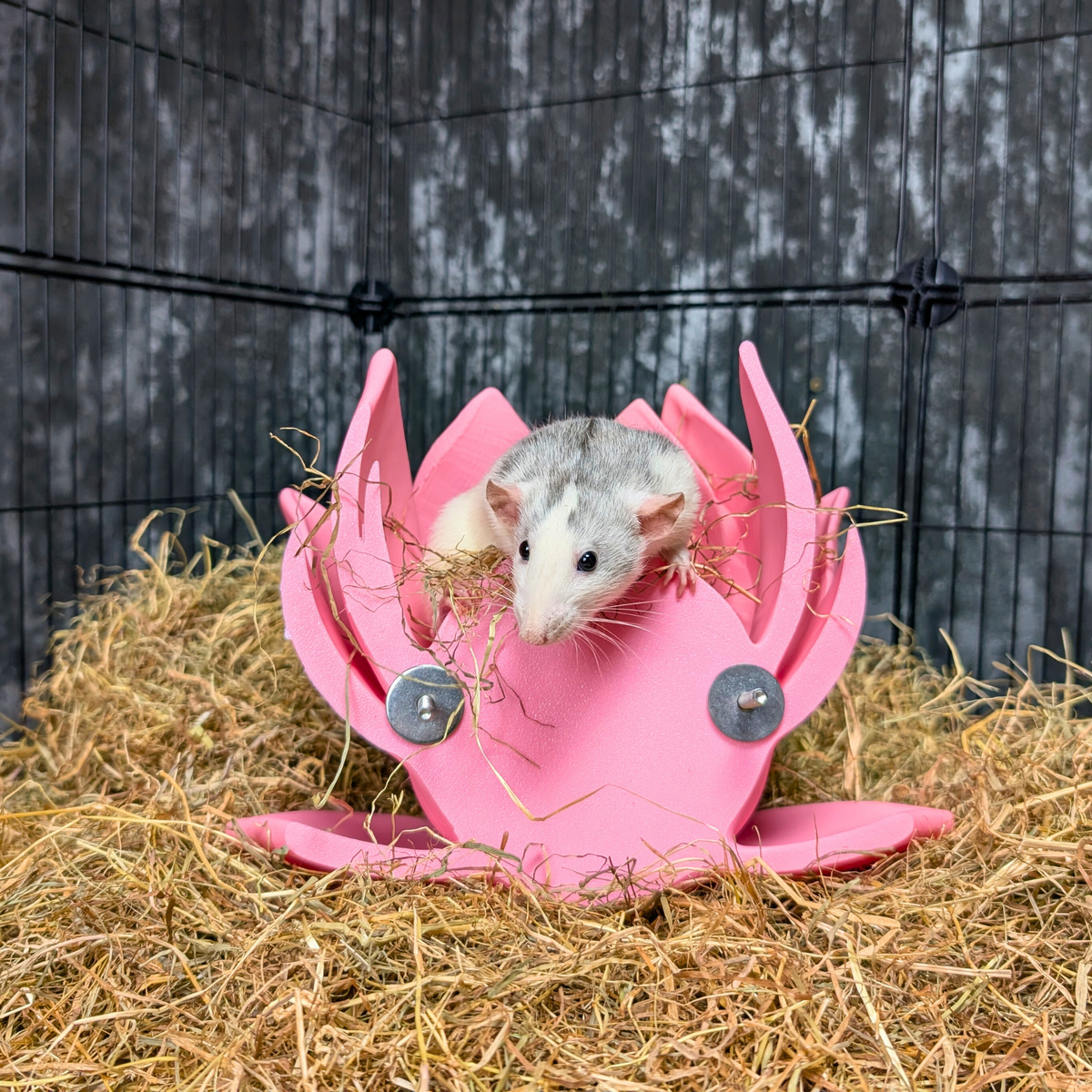 Flower Rat Hide & 3 Lily Pad Shelves: Two rats peeking from the pink lily hide entrance