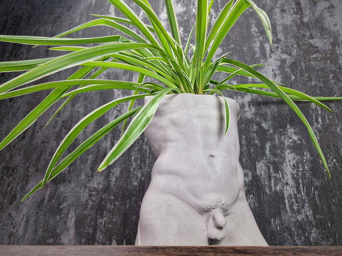 Close front view of Greek god male torso planter filled with a spider plant