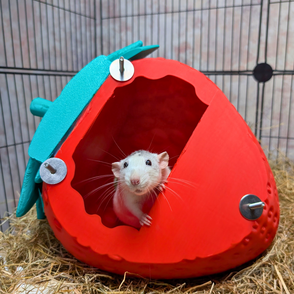 Strawberry Rat Hide side profile view