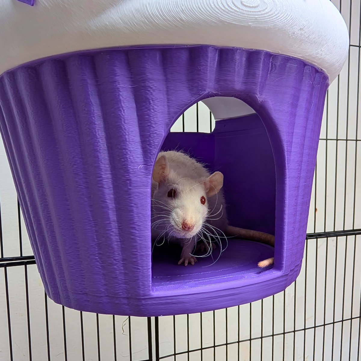 White rat inside the entrance of a mounted purple cupcake rat hide