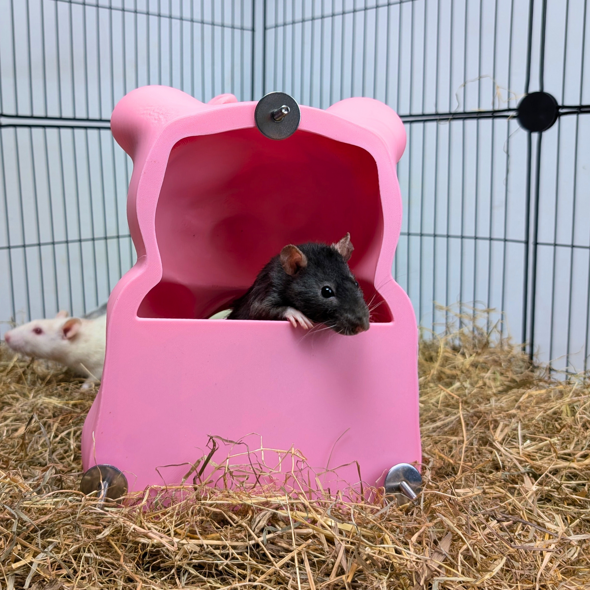 Pink Gummy Bear Rat Hide side opening with rat