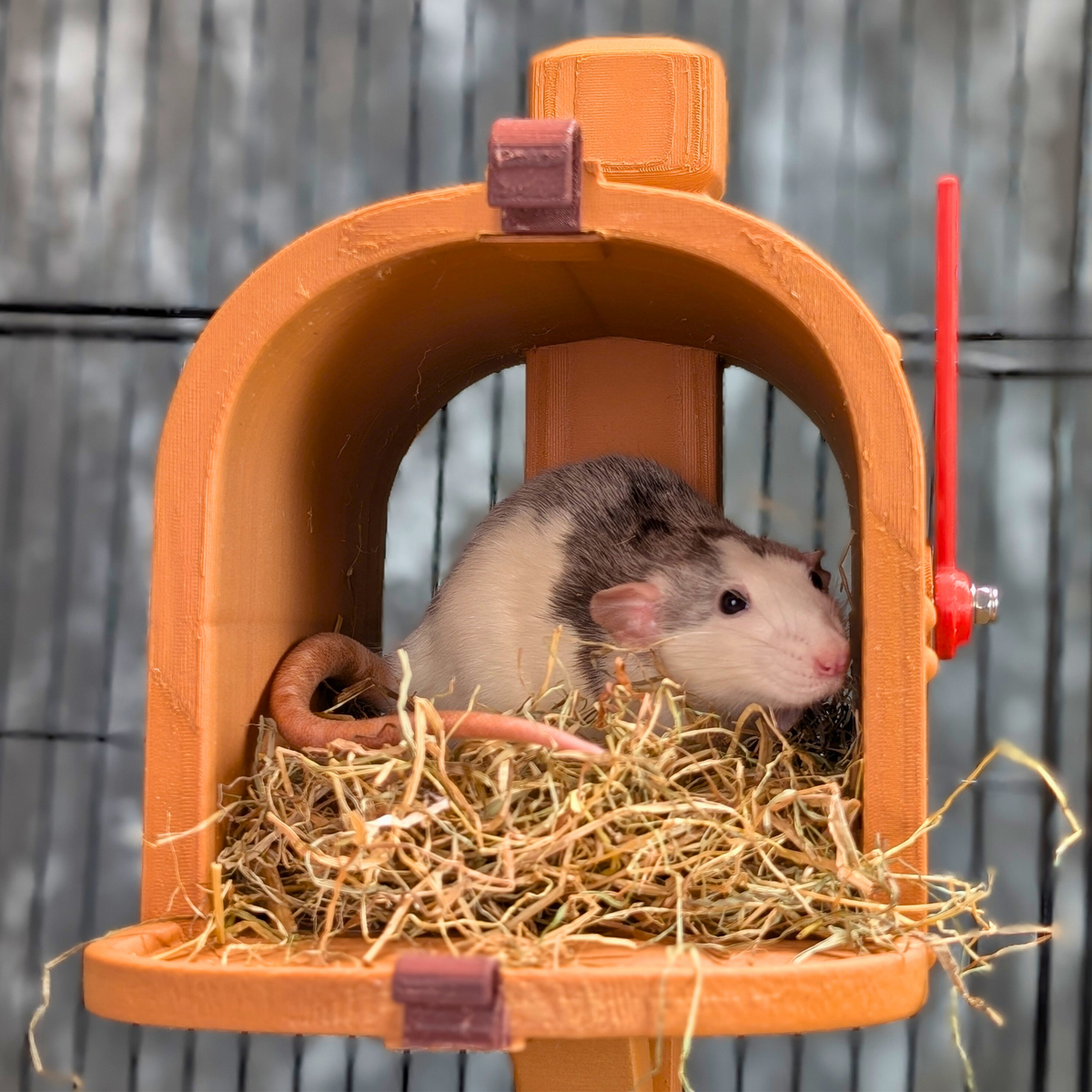Personalised Rat Mailbox Hide: rat inside the open orange mailbox with bedding
