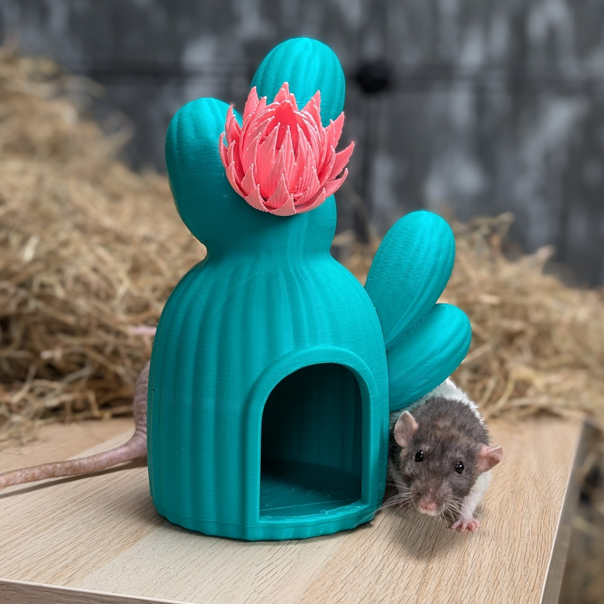 Cactus Rat Hide: rat beside the doorway of a teal cactus hide