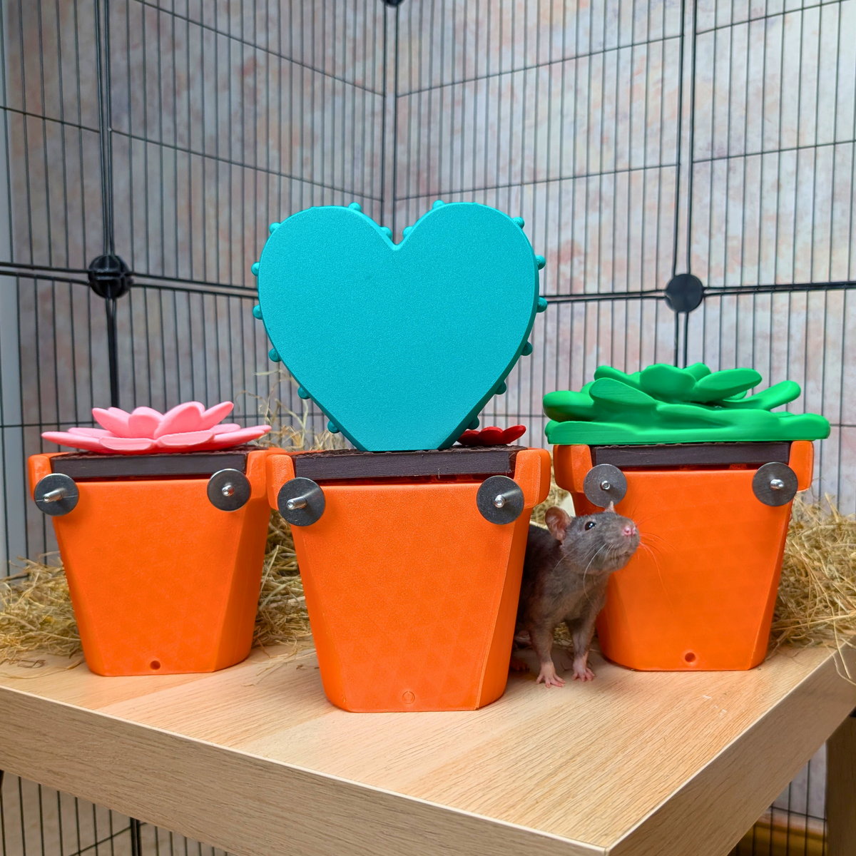 Cactus Rat Hide Set: three orange cactus-pot hides with a turquoise heart above the centre pot