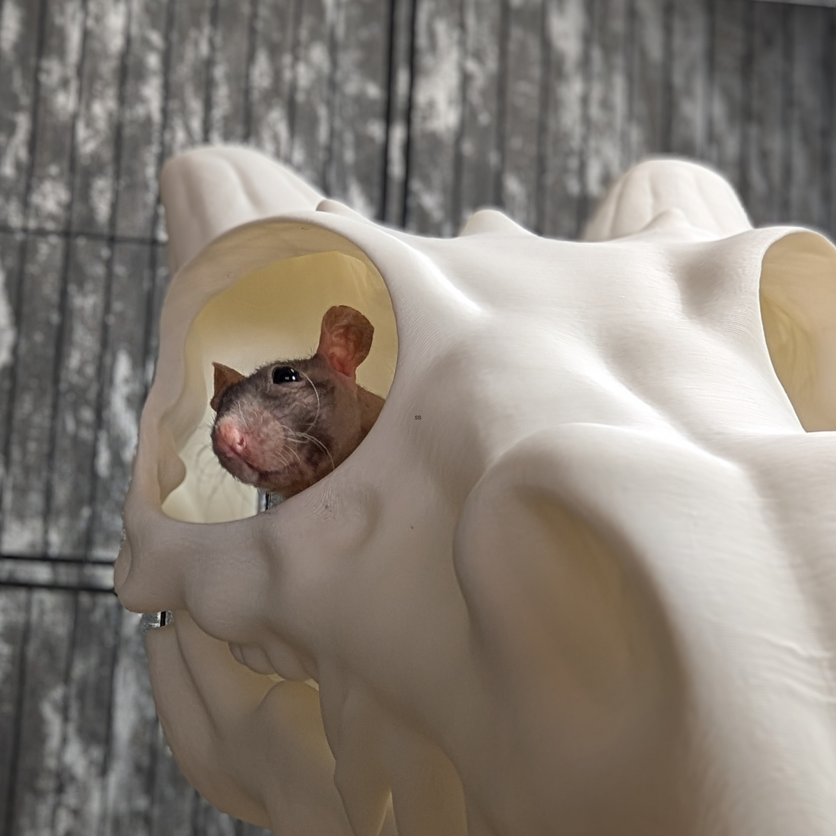 Dragon Skull Rat Hide: rat peeking through a side eye opening