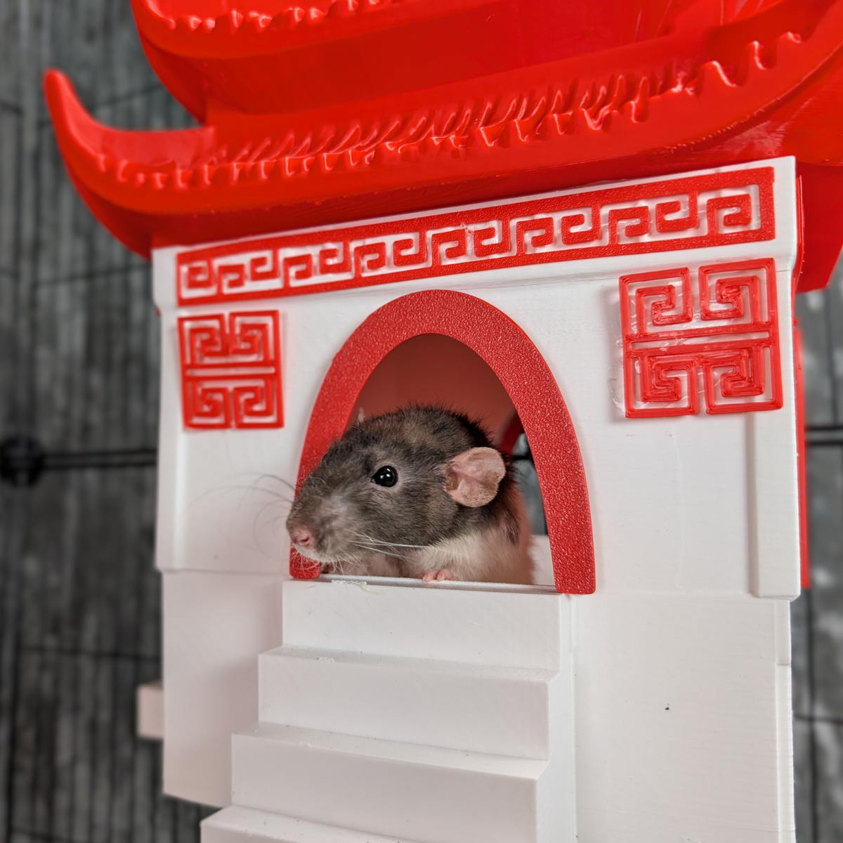 Chinese Temple Rat Hide: close view of rat in the front doorway